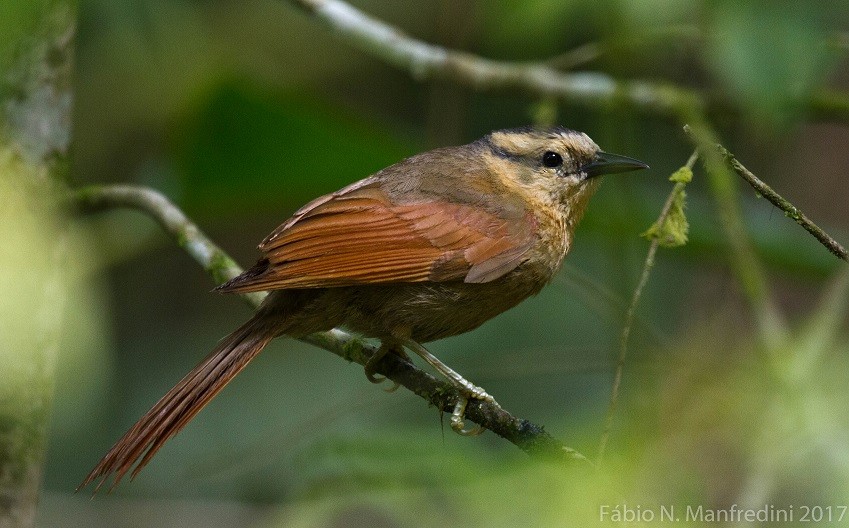 Buff-fronted Foliage-gleaner - ML645276036