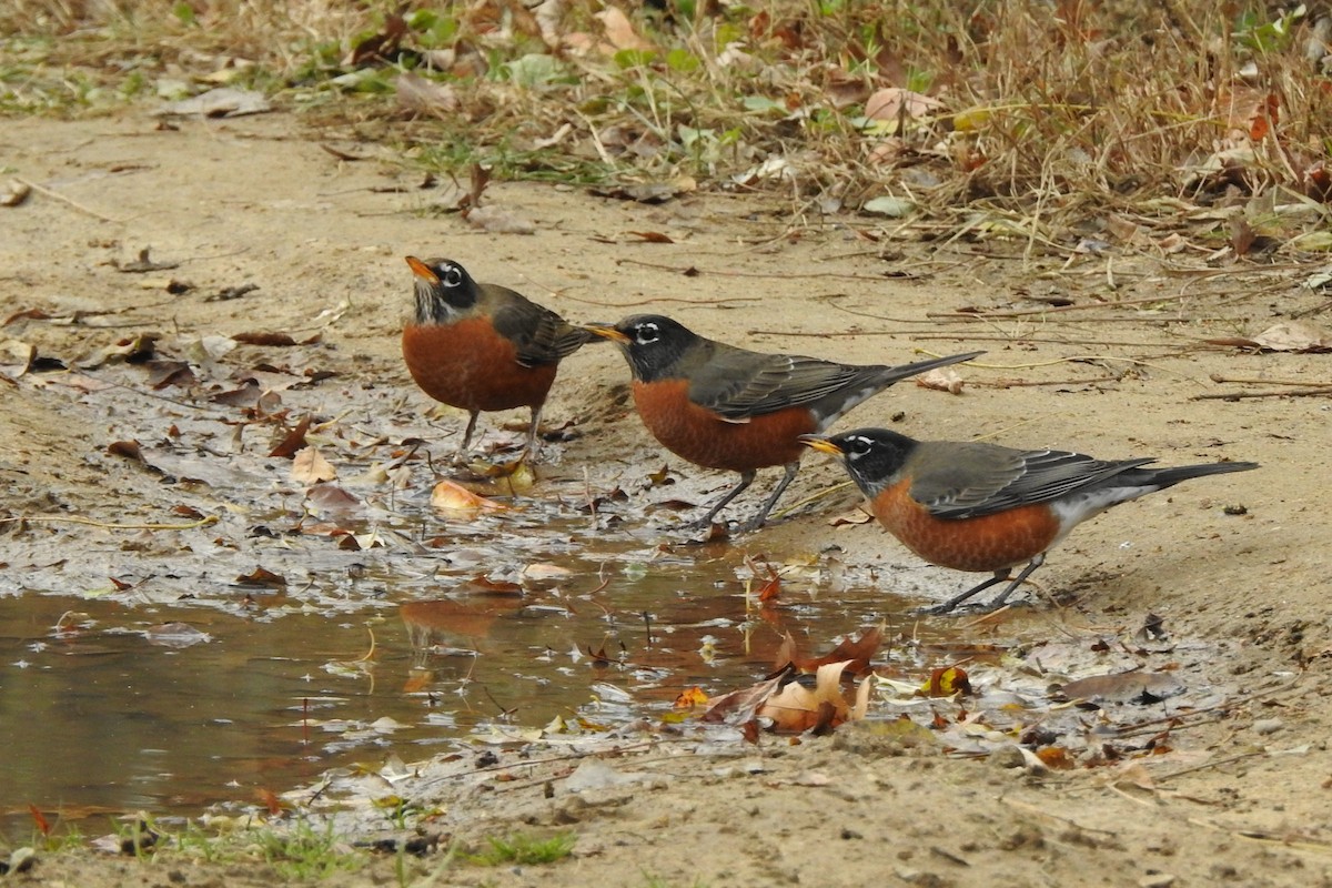 American Robin - ML645276038