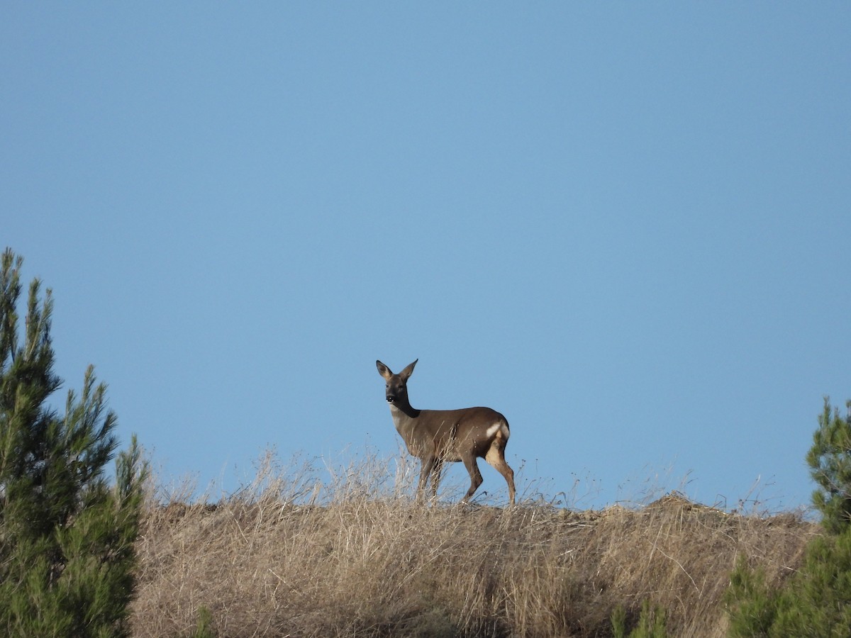 Animals - ML645276040