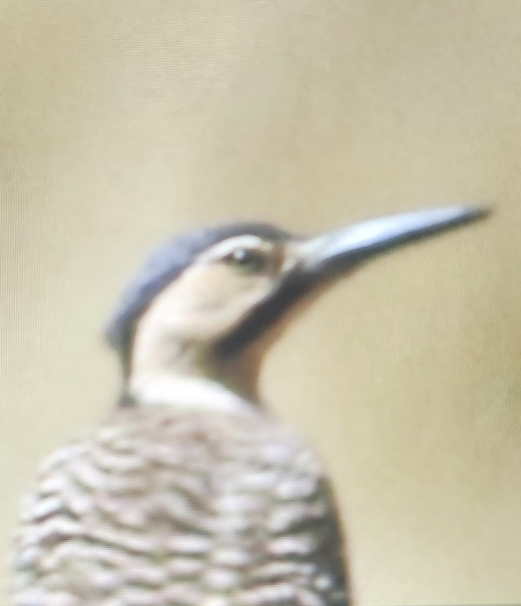 Andean Flicker - ML645276045
