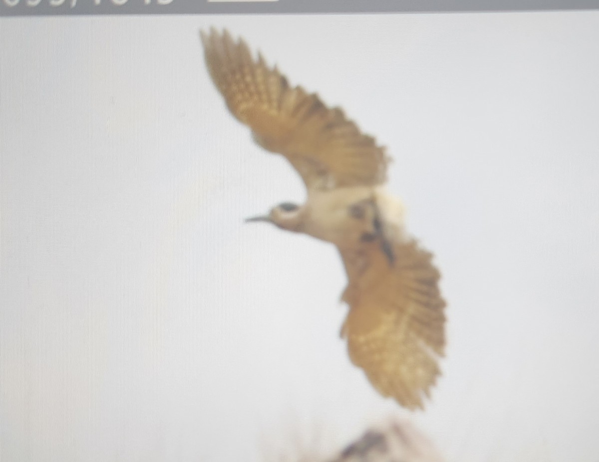 Andean Flicker - ML645276046