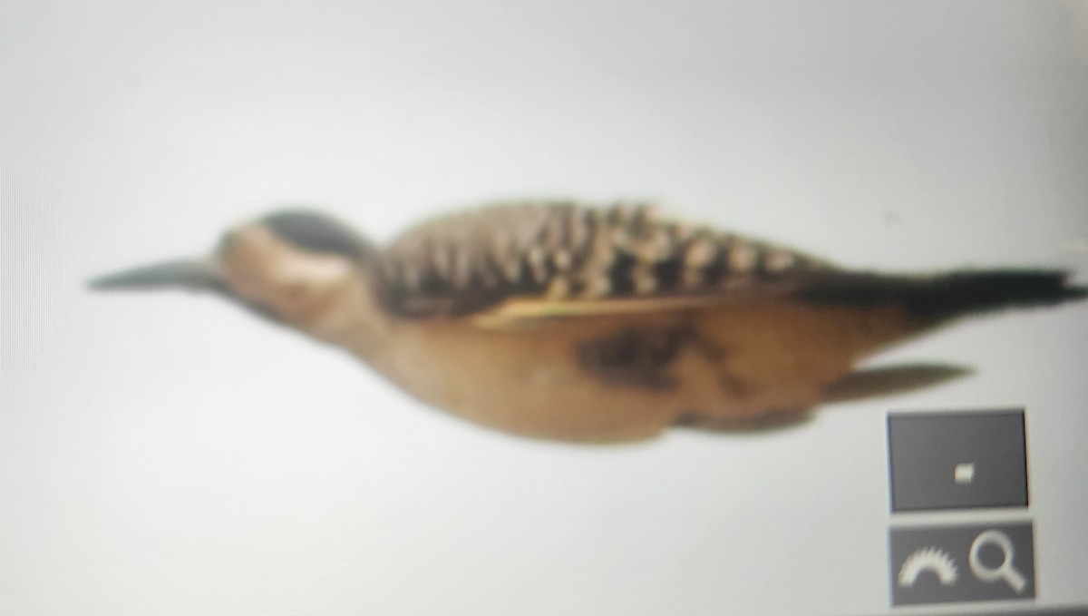 Andean Flicker - ML645276047