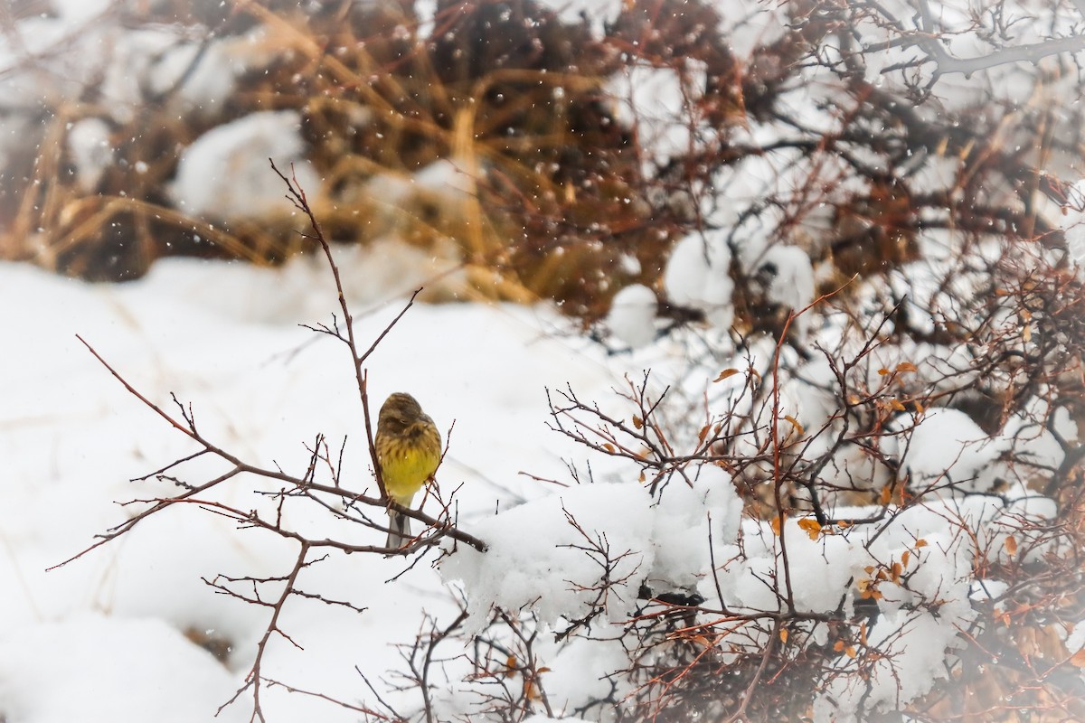 Yellowhammer - ML645276050