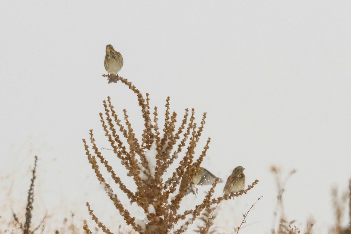Corn Bunting - ML645276054