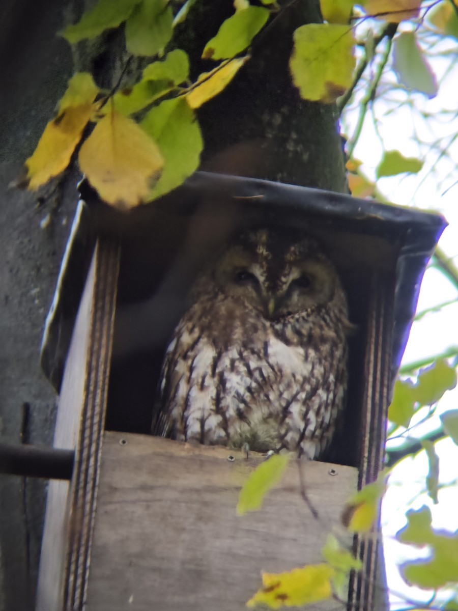 Chouette hulotte - ML645276061