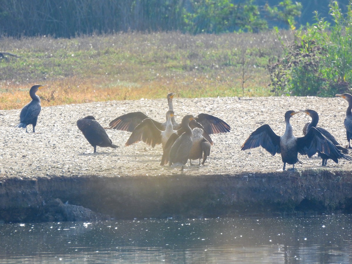 Double-crested Cormorant - ML645276062