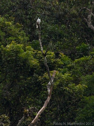 Bare-throated Bellbird - ML645276064