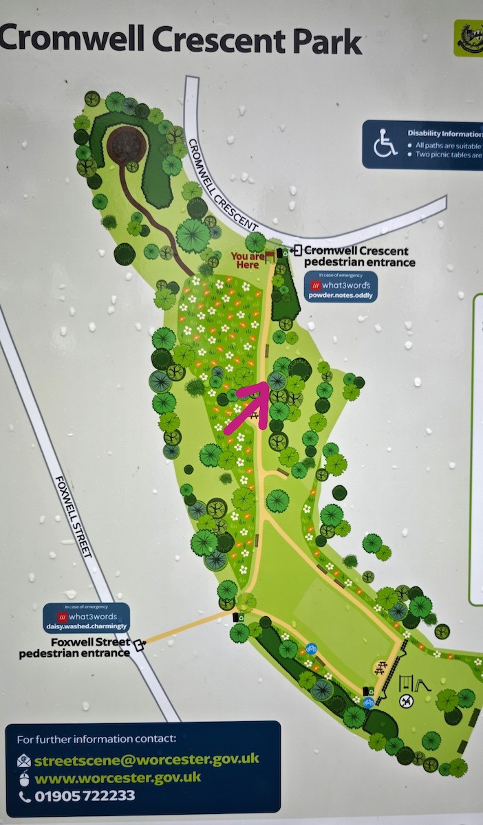 Chouette hulotte - ML645276065