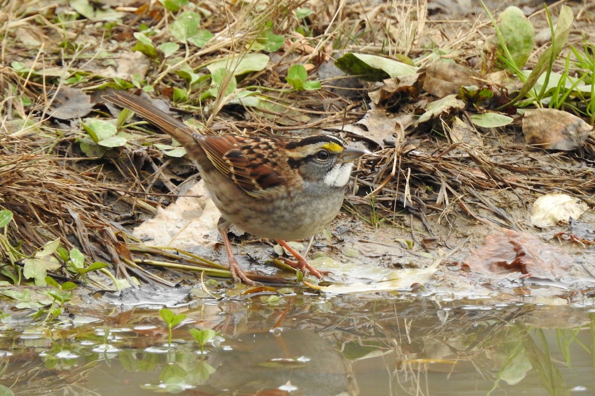 White-throated Sparrow - ML645276070