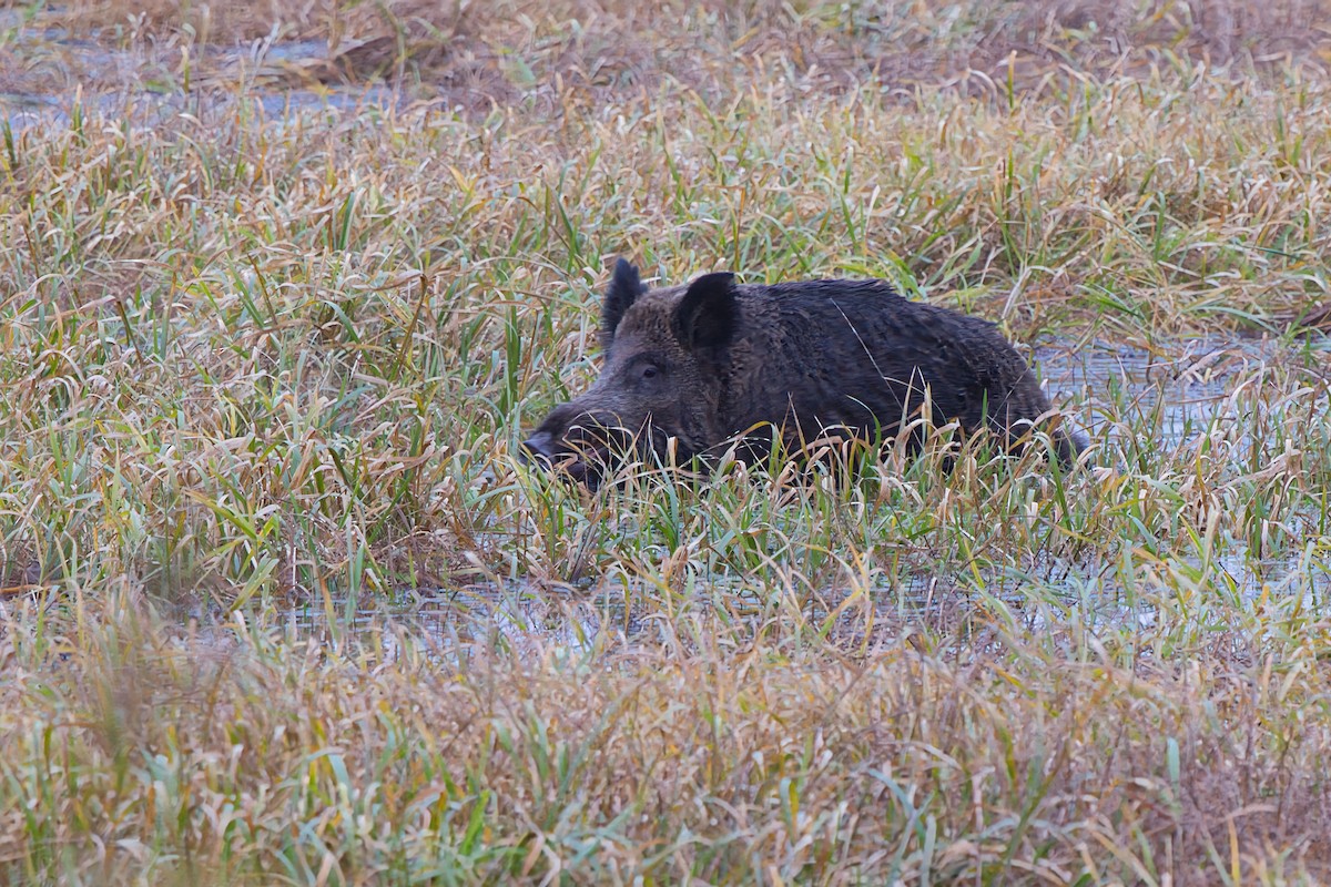 Wild Boar - ML645276071