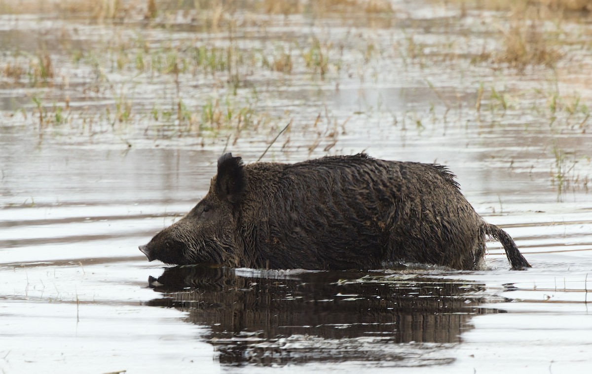 Wild Boar - ML645276073