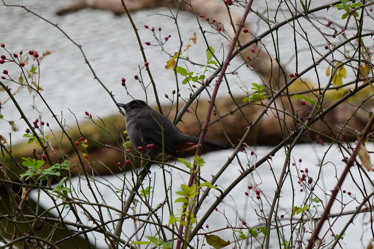 Gray Catbird - ML645276075