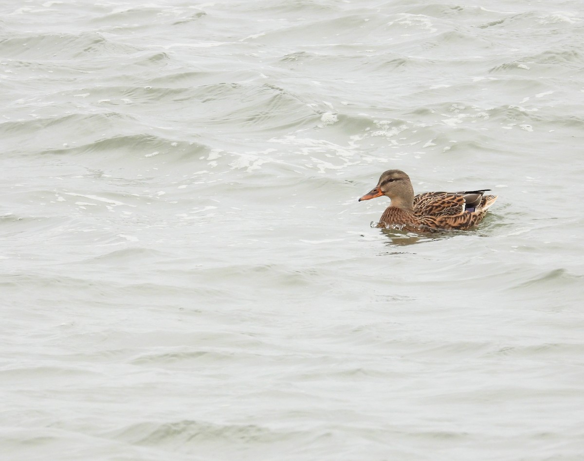 マガモ - ML645276081