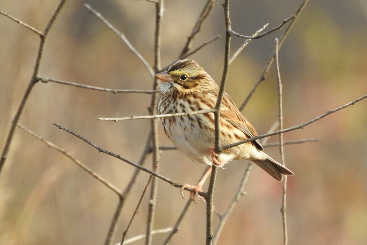 Savannah Sparrow - ML645276090
