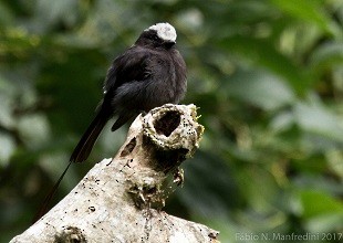 Long-tailed Tyrant - ML645276091