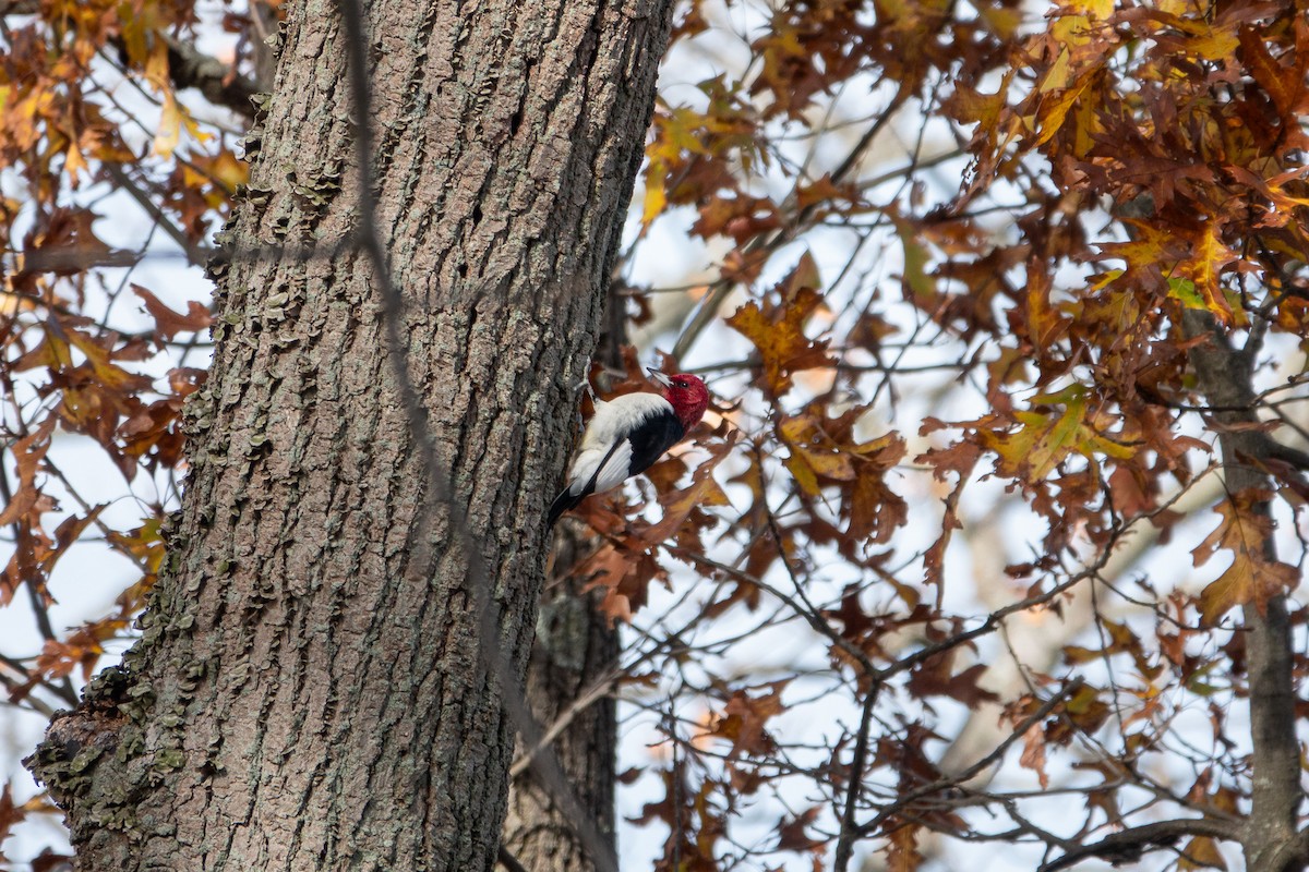Red-headed Woodpecker - ML645276094