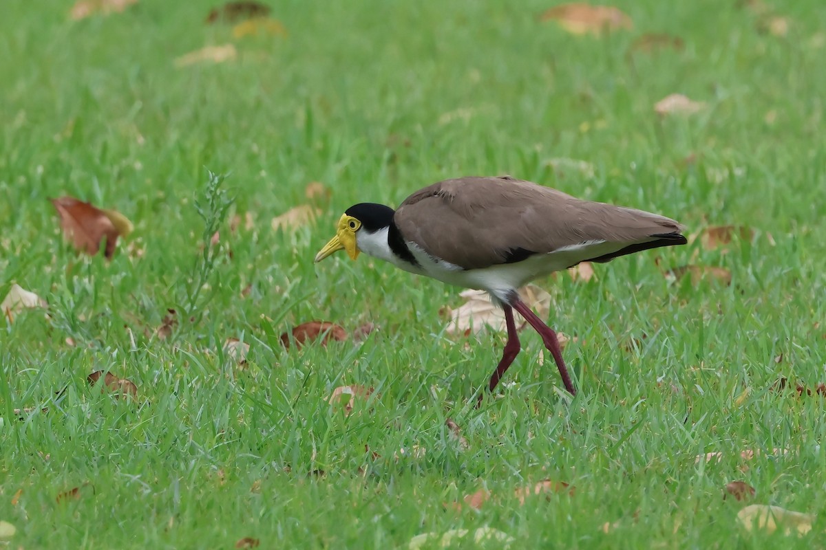 Masked Lapwing (Black-shouldered) - ML645276096