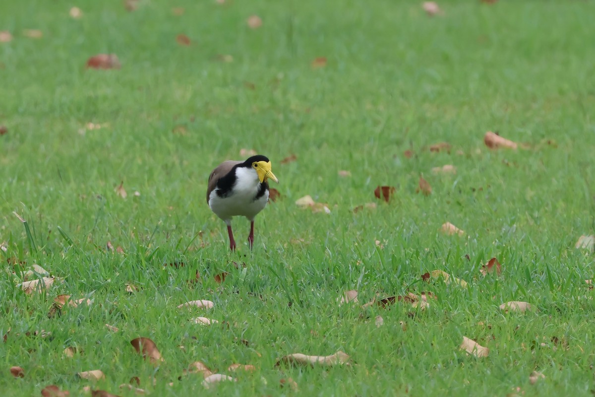 Masked Lapwing (Black-shouldered) - ML645276098