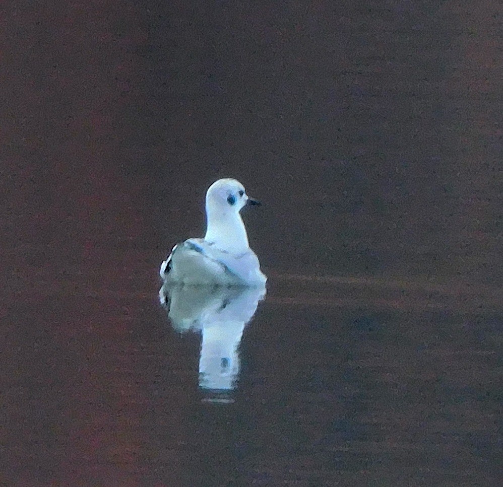 Bonaparte's Gull - ML645276100