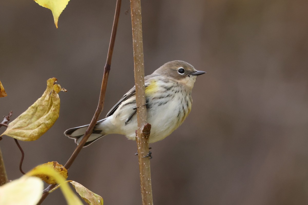 Yellow-rumped Warbler (Myrtle) - ML645276104