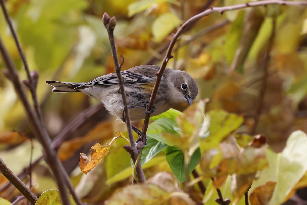 Yellow-rumped Warbler (Myrtle) - ML645276105