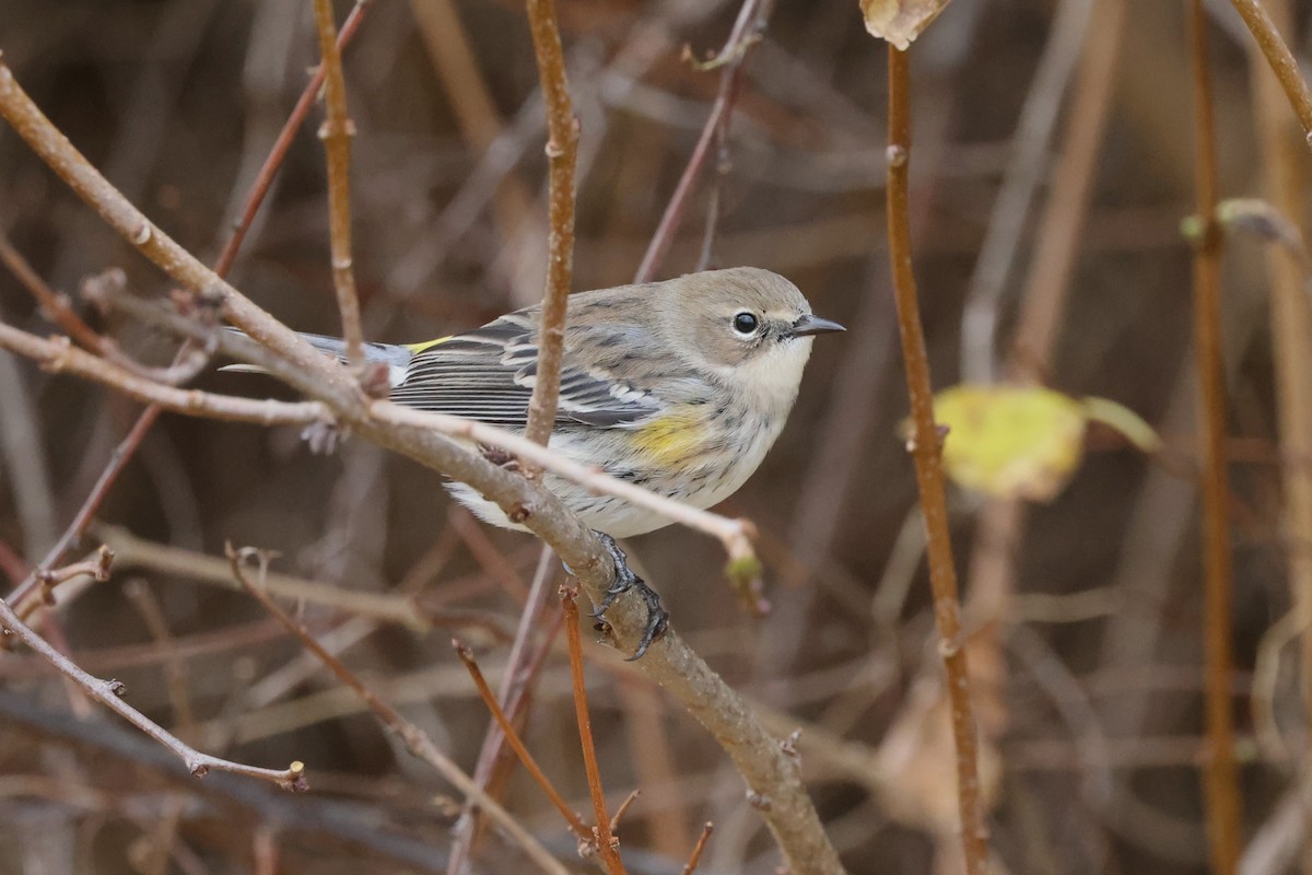 Yellow-rumped Warbler (Myrtle) - ML645276106