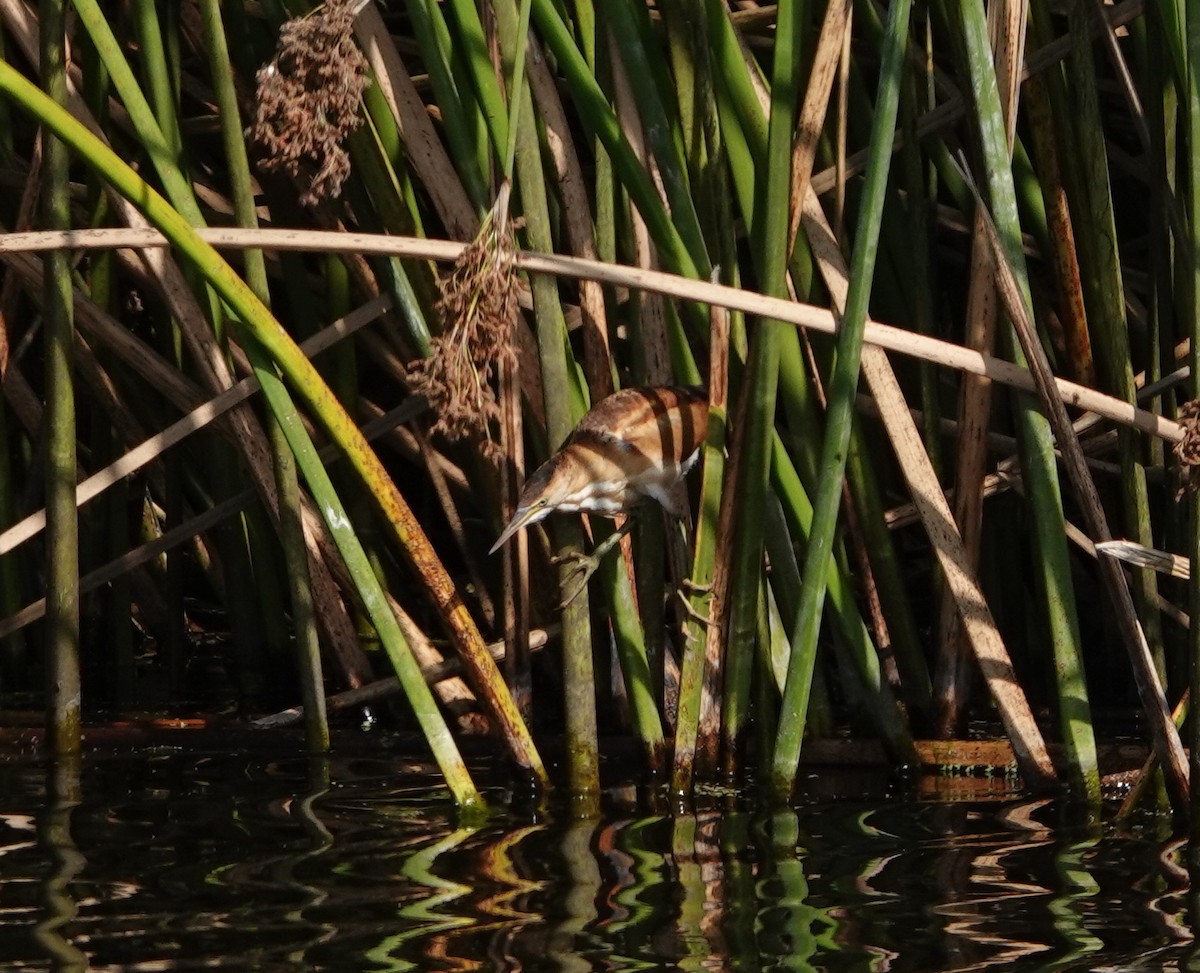 Least Bittern - ML645276108