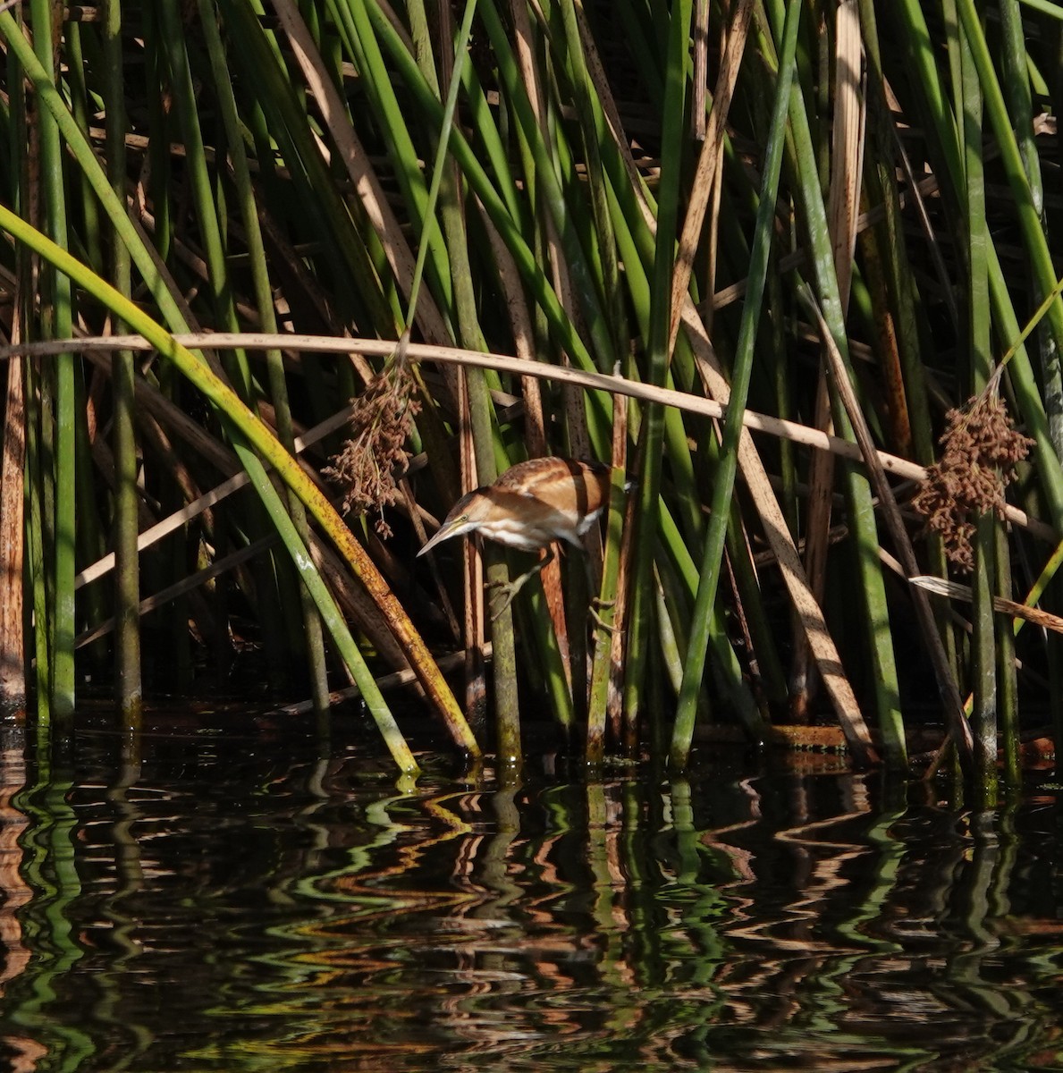 Least Bittern - ML645276109