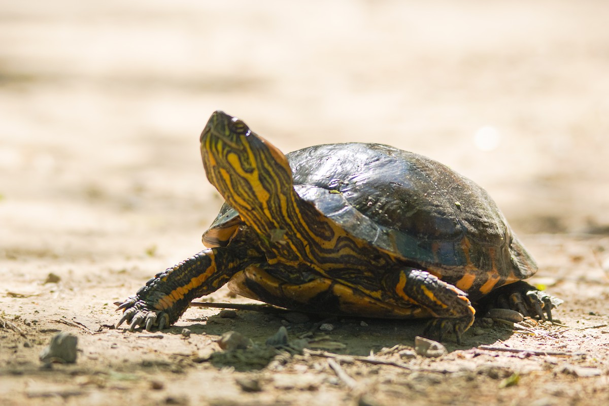 ミナミクジャクガメ - ML645276141