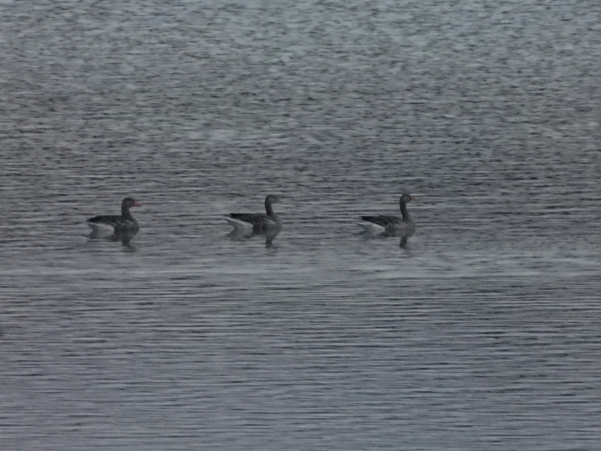 Graylag Goose - ML645276142