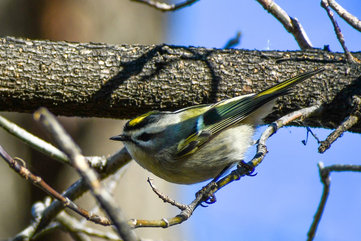 アメリカキクイタダキ - ML645276165