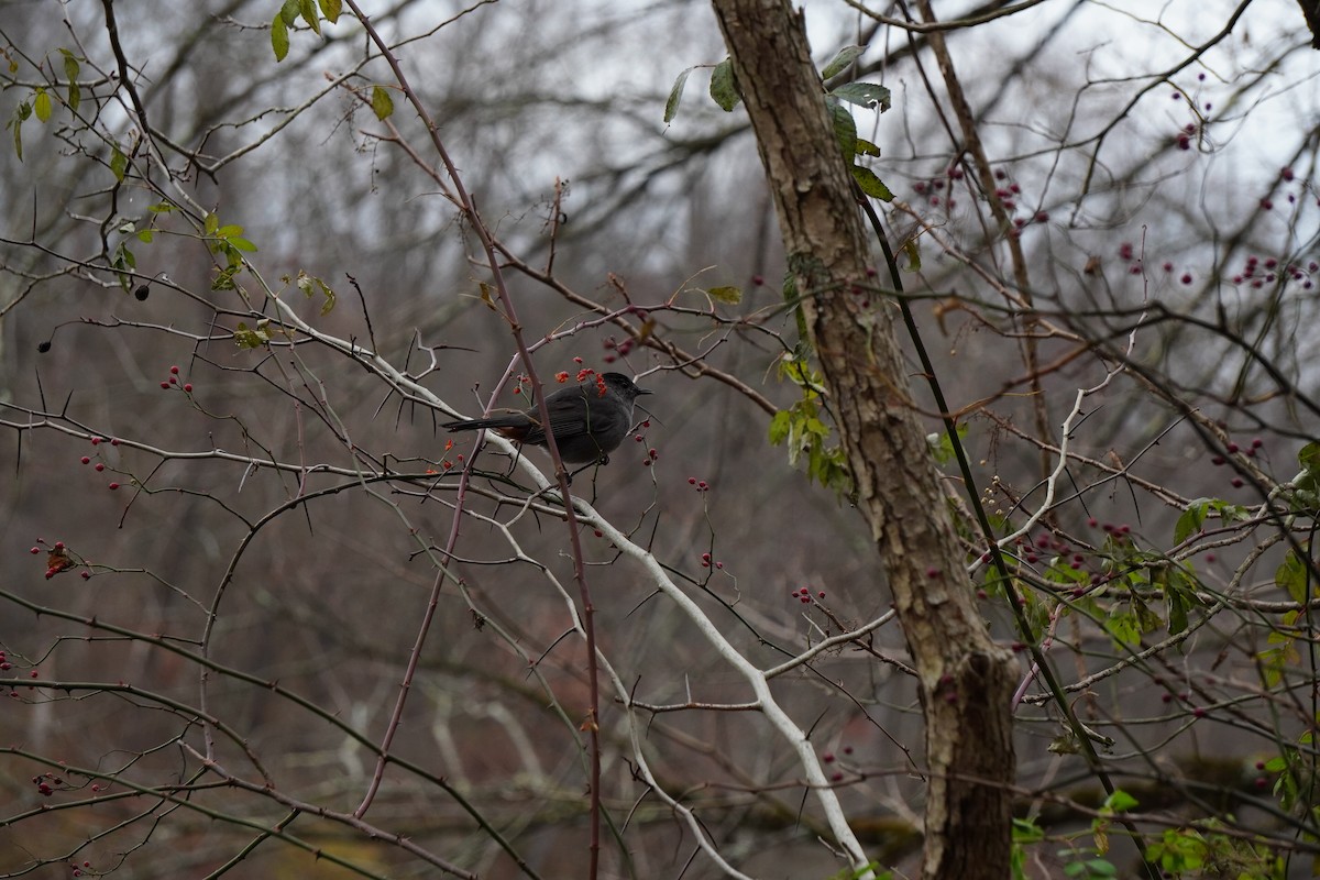 Gray Catbird - ML645276167