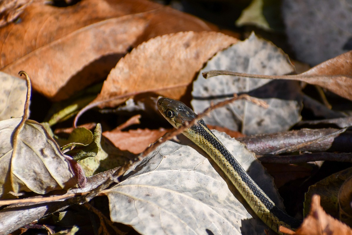 コモンガーターヘビ - ML645276174