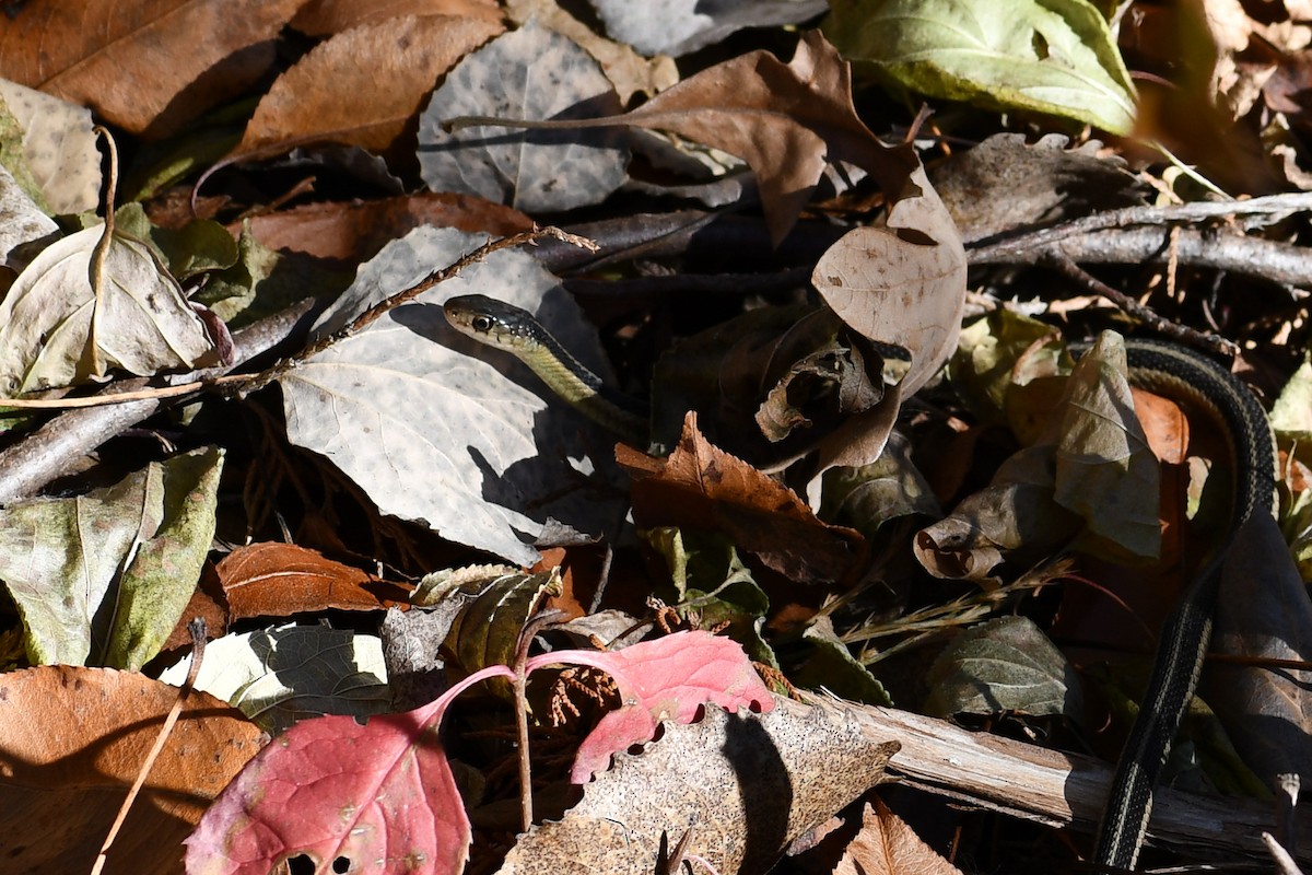 コモンガーターヘビ - ML645276175