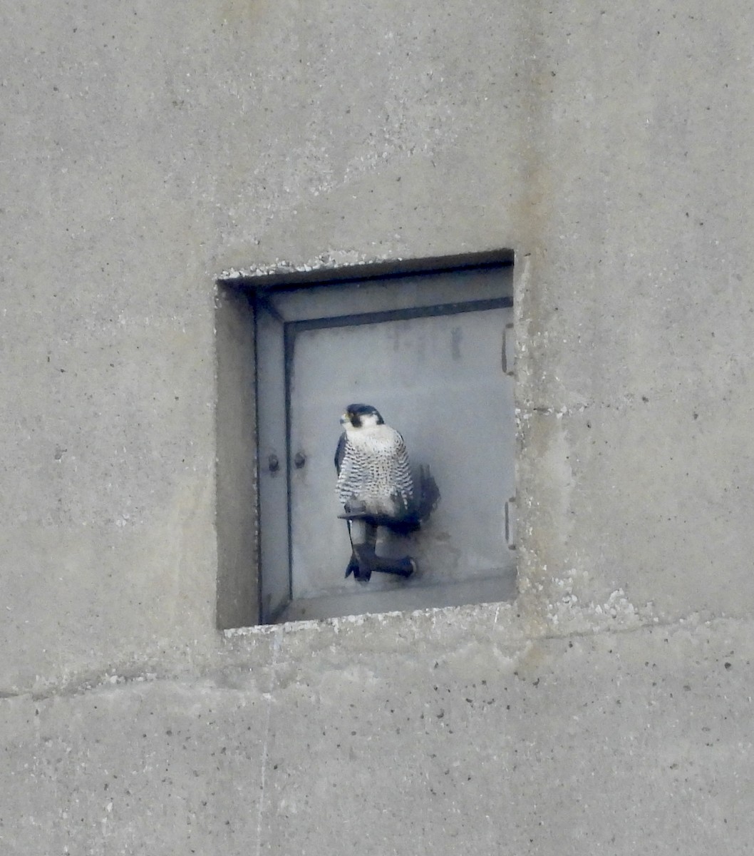 Peregrine Falcon - ML645276188