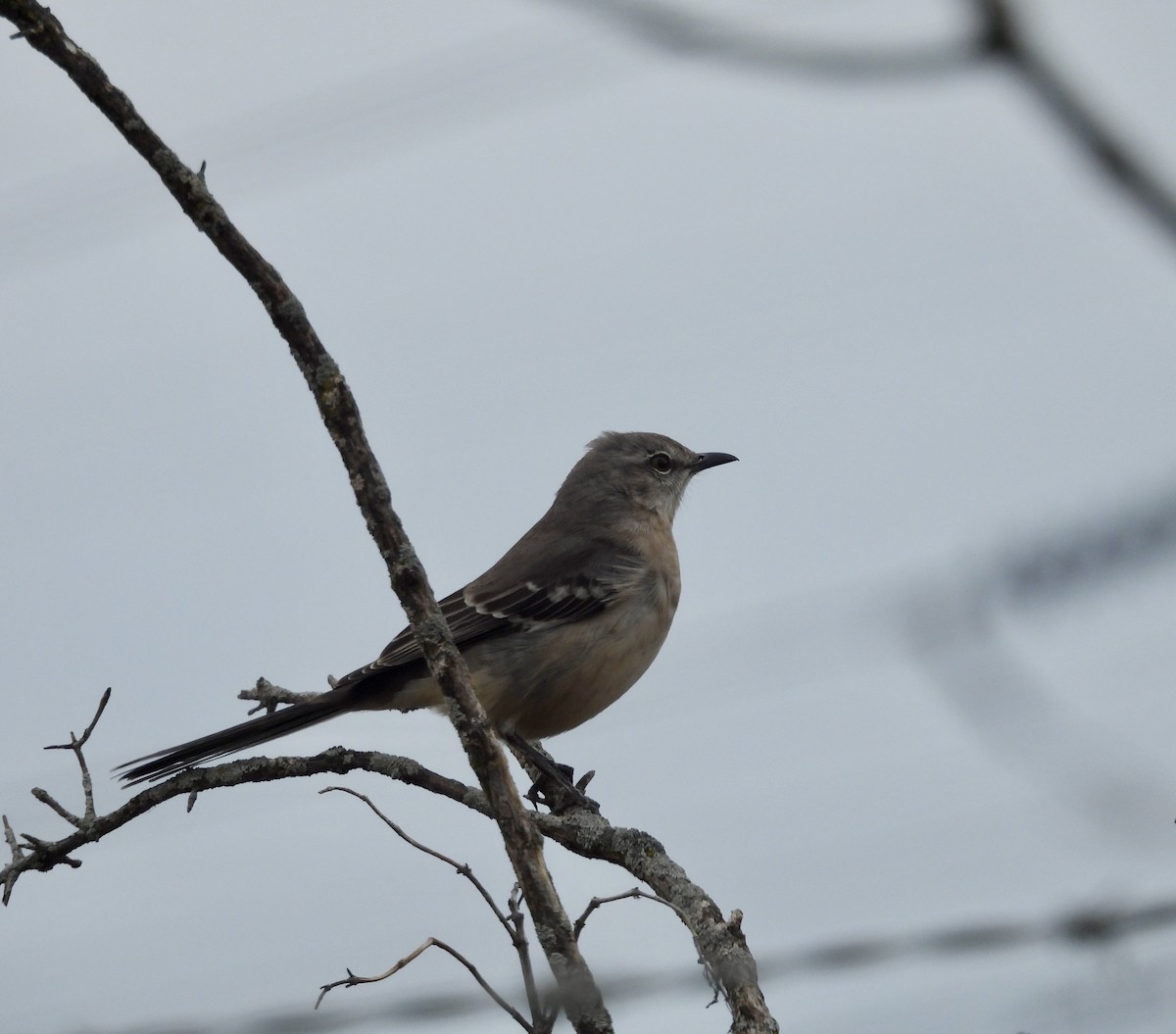 Northern Mockingbird - ML645276190