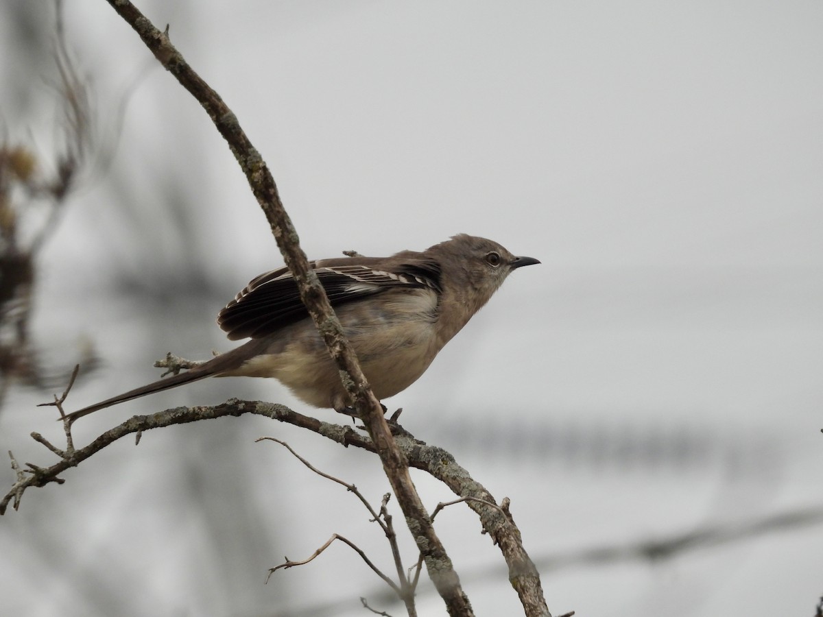 Northern Mockingbird - ML645276191