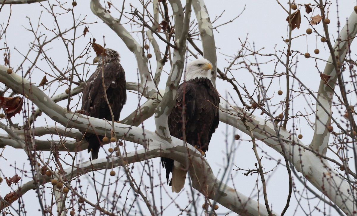 Bald Eagle - ML645276212