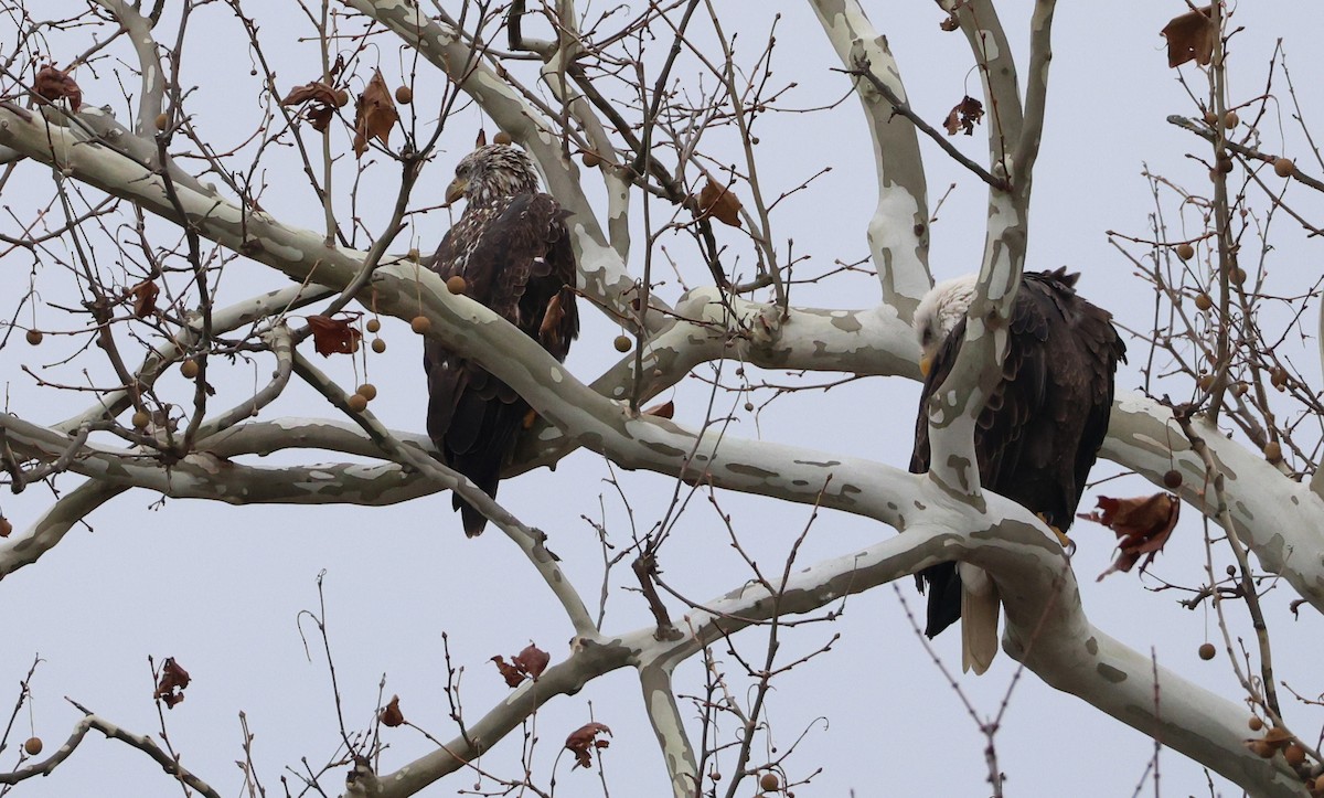 Bald Eagle - ML645276213