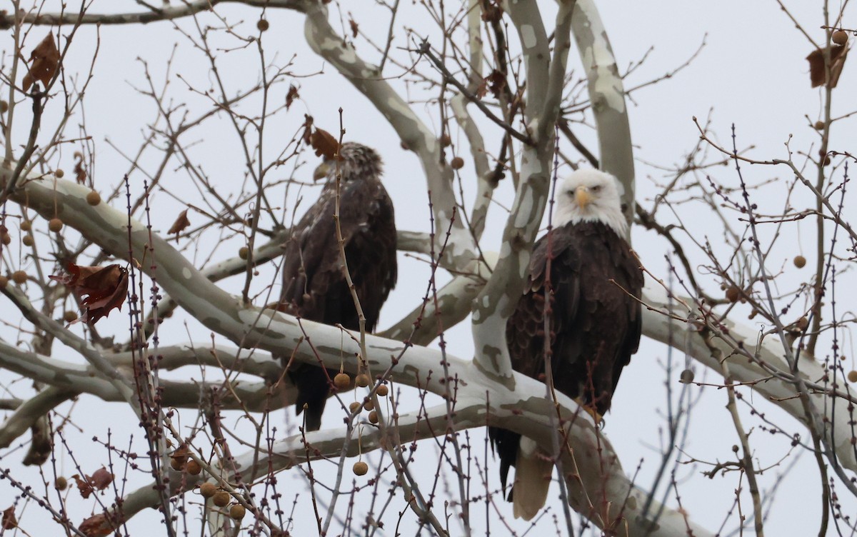 Bald Eagle - ML645276214
