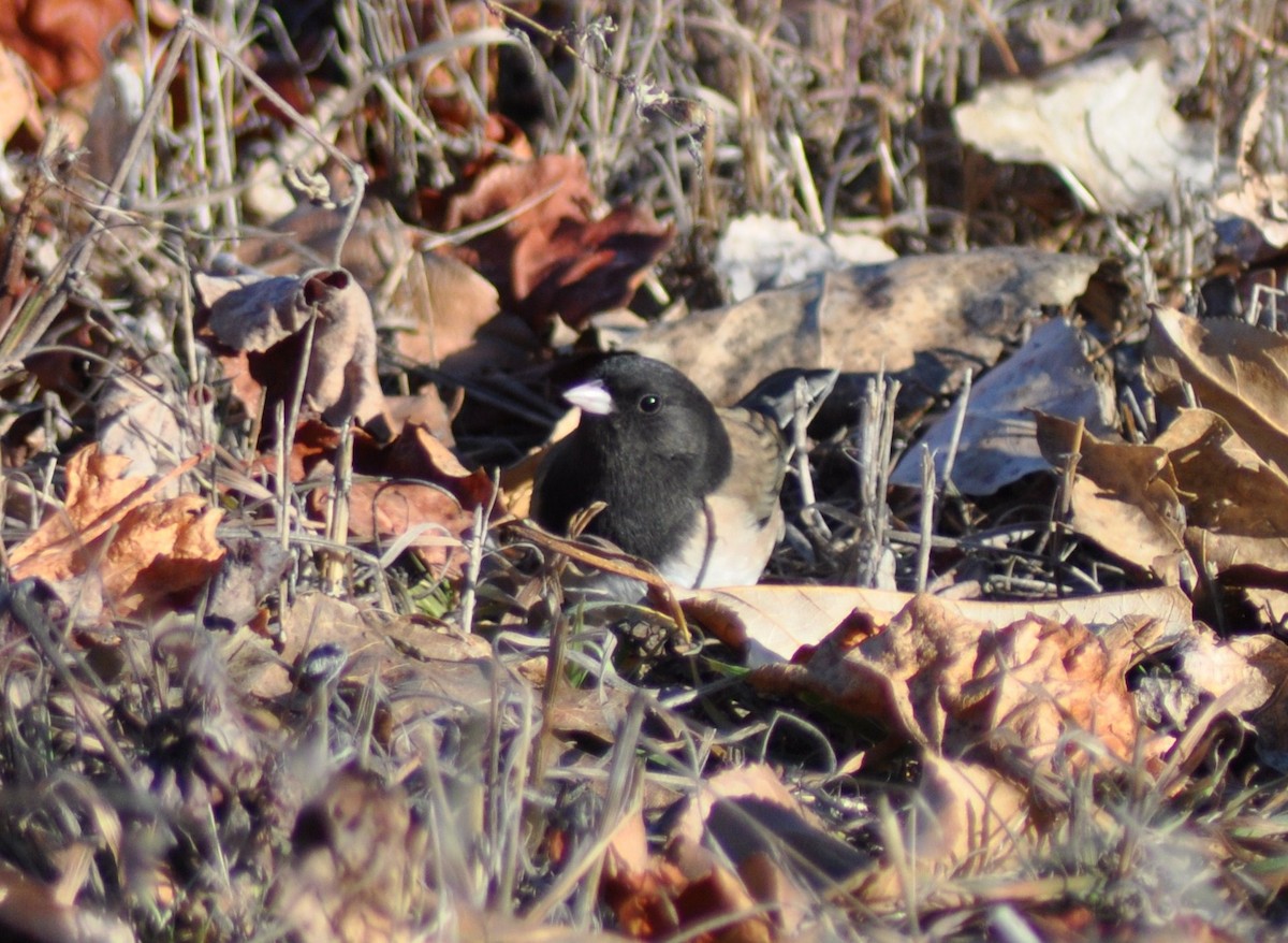 Winterammer - ML645276217