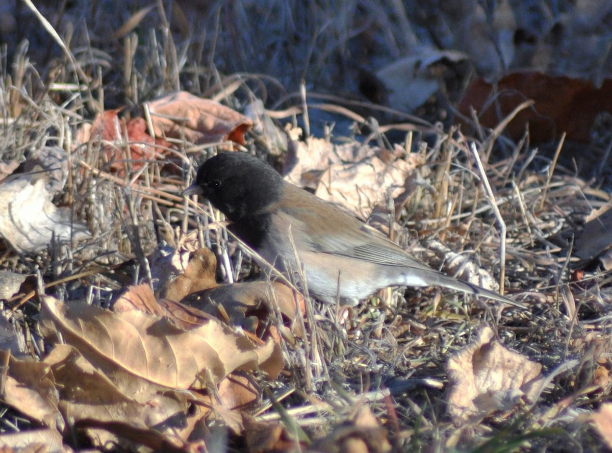 Winterammer - ML645276218