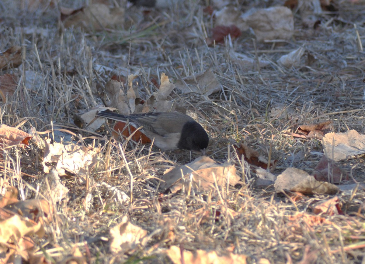 Winterammer - ML645276219