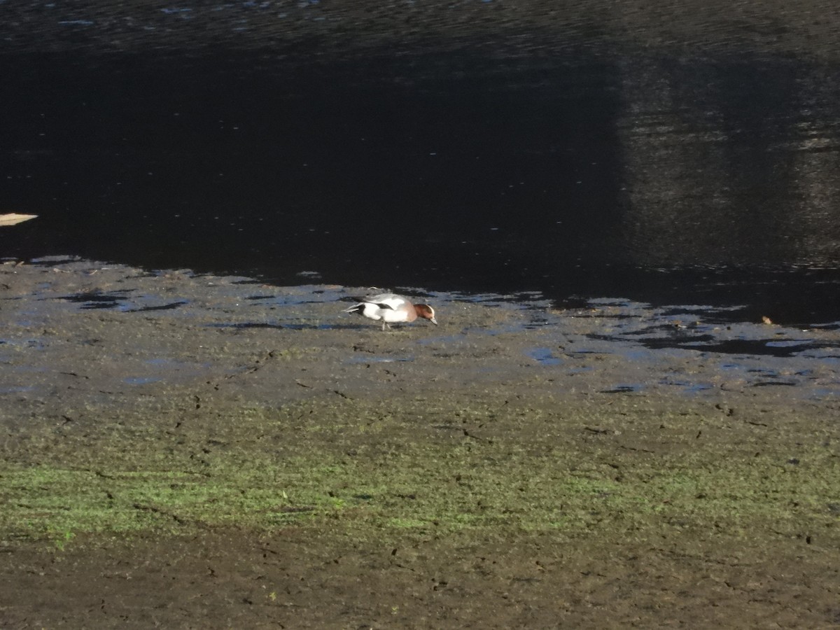 Eurasian Wigeon - ML645276224