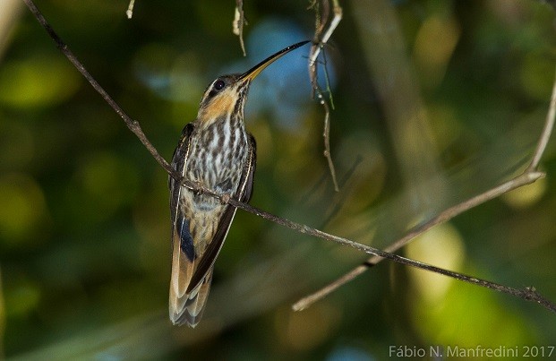 Saw-billed Hermit - ML645276252