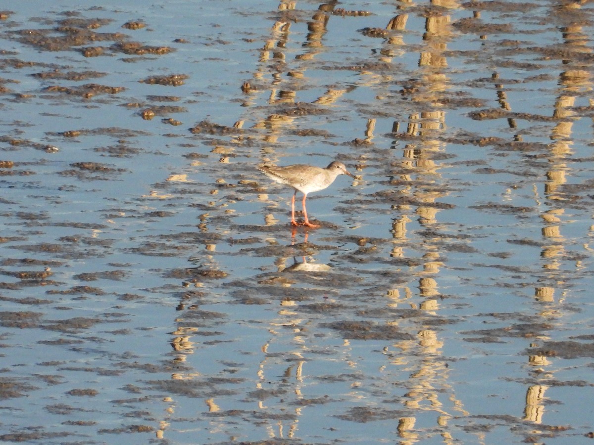 Common Redshank - ML645276253