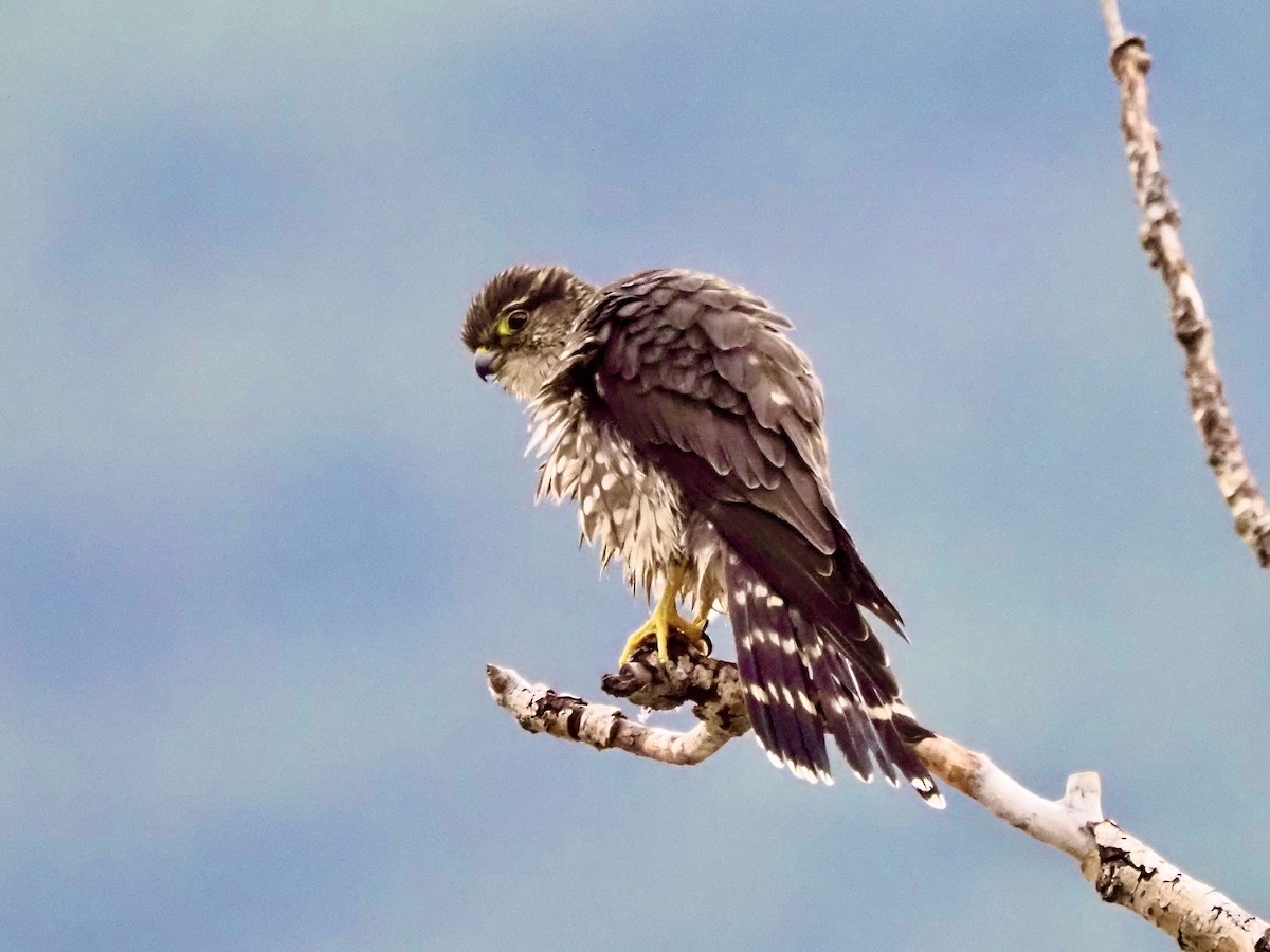 Merlin - ML645276254