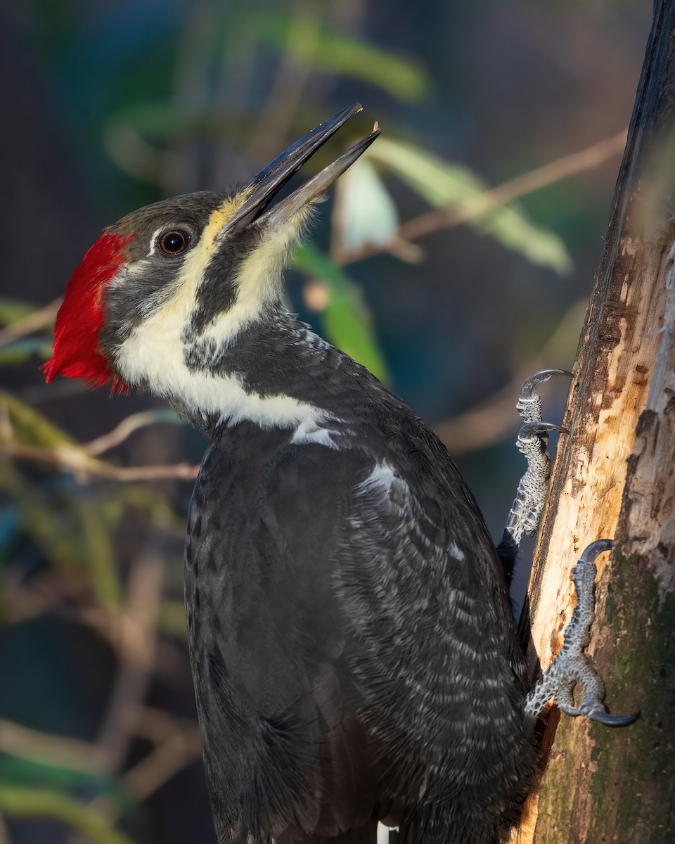 Pileated Woodpecker - ML645276255