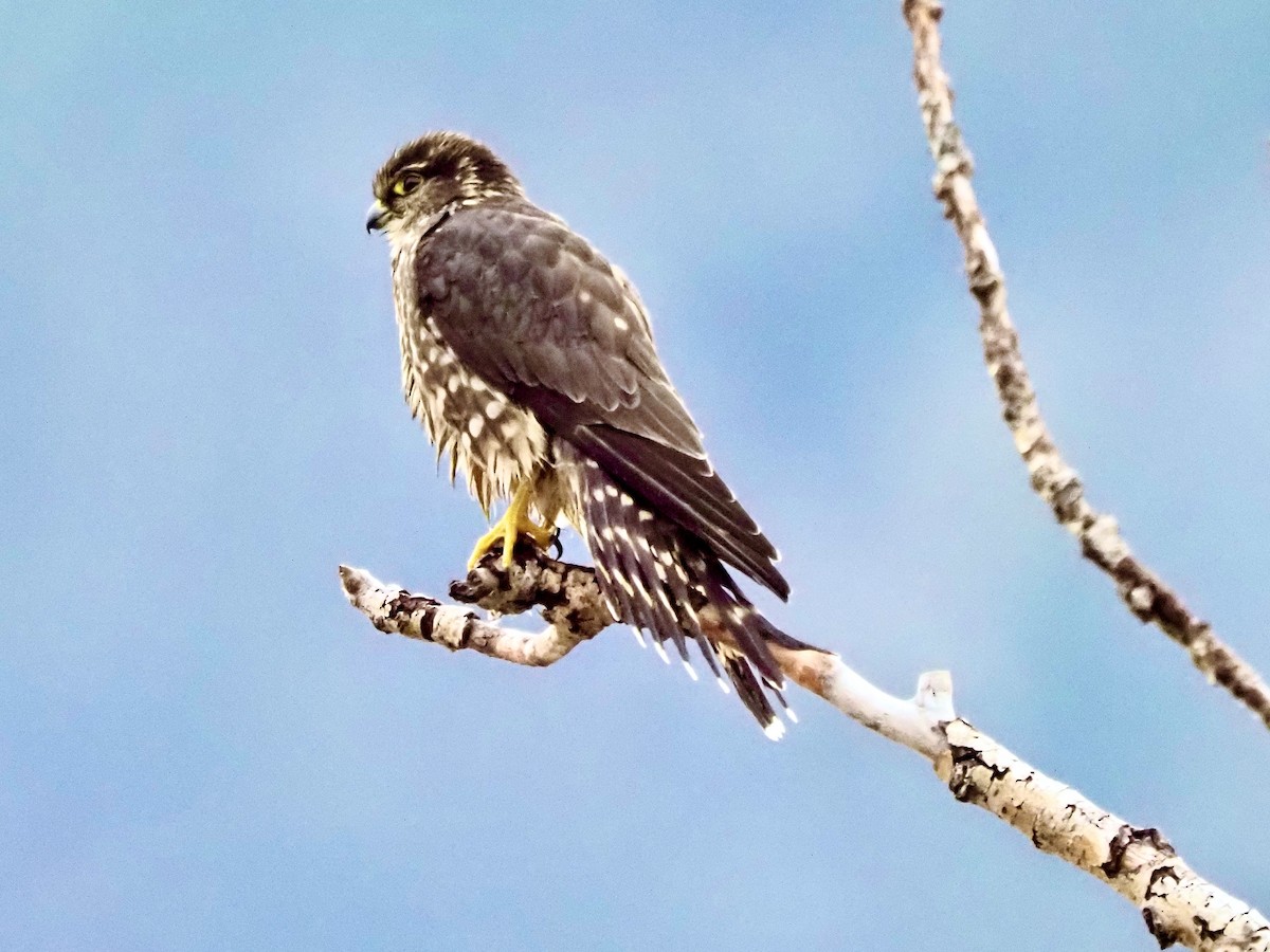 Merlin - ML645276258