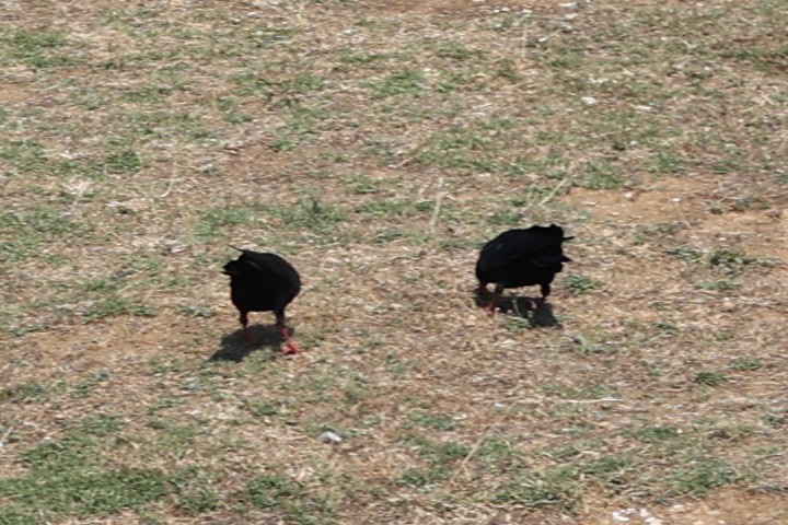 ベニハシガラス - ML645276260